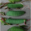 lyc thersamon larva6 volg12